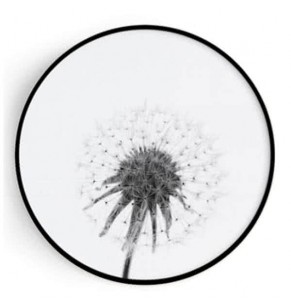 Stockroom Artworks - Circle Canvas Wall Art - Monochrome Taraxacum - More Sizes