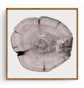 Stockroom Artworks - Square Canvas Wall Art - Tree Rings III - More Sizes