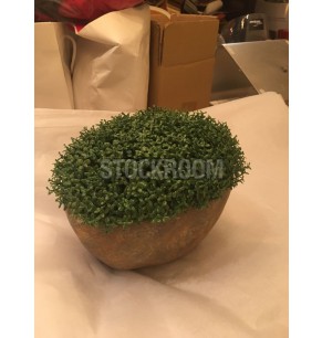 Green Potted Plants