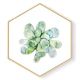 Stockroom  Artworks - Hexagon Canvas Wall Art - Watercolor Plant - More Sizes
