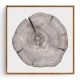Stockroom Artworks - Square Canvas Wall Art - Tree Rings I - More Sizes