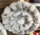 Round Cushion