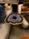 Limited Item -  SIDE TABLE